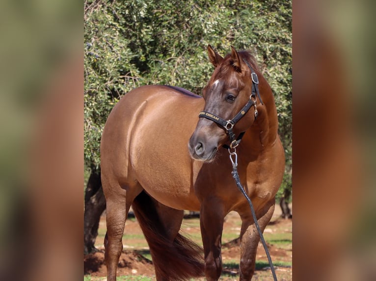 American Quarter Horse Gelding 5 years Red Dun in Ostuni