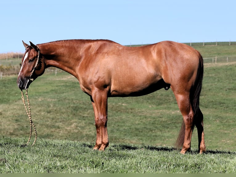 American Quarter Horse Gelding 5 years Red Dun in Millersburg