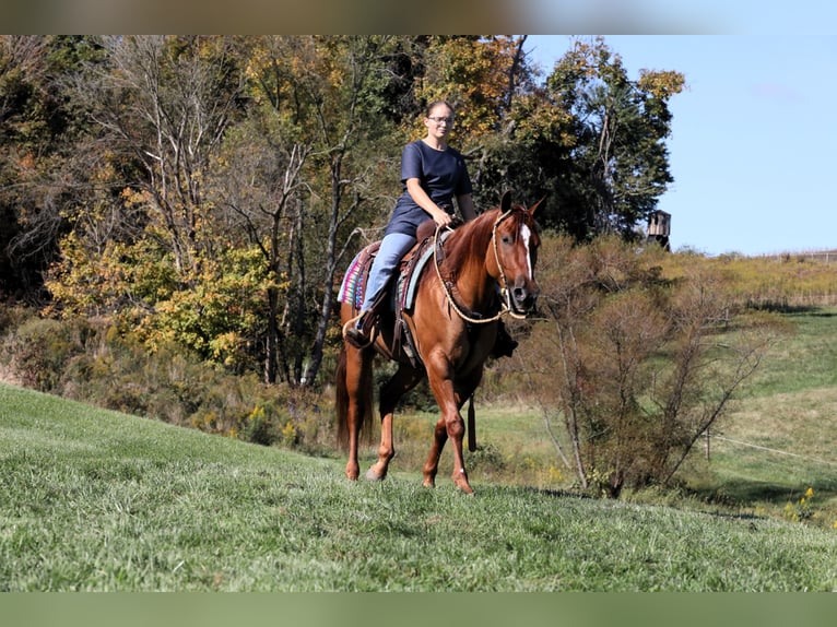 American Quarter Horse Gelding 5 years Red Dun in Millersburg