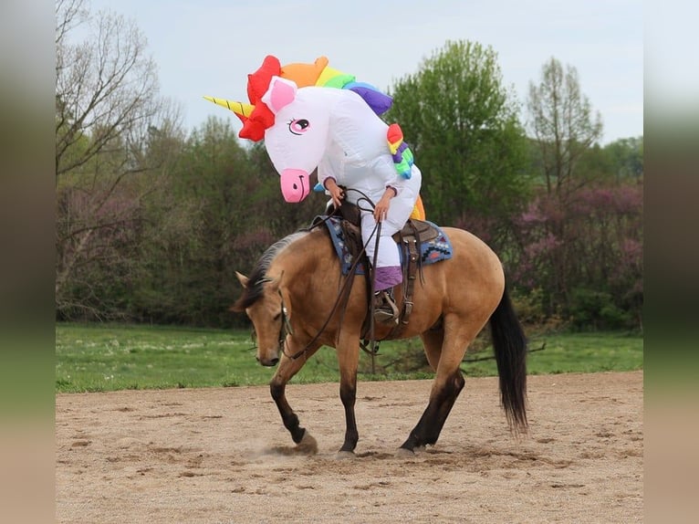 American Quarter Horse Gelding 5 years in Mount Vernon, KY