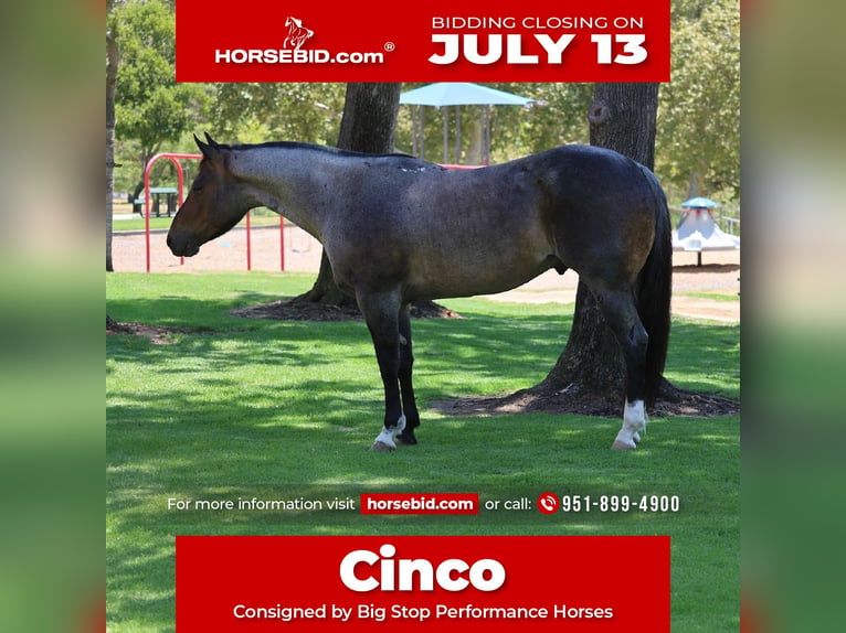 American Quarter Horse Gelding 5 years Roan-Bay in Norco