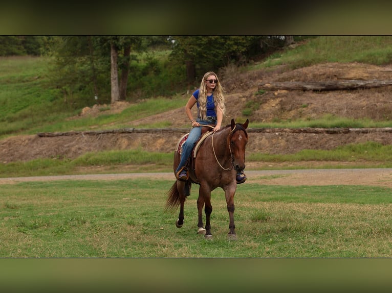 American Quarter Horse Gelding 5 years Roan-Bay in Quitman