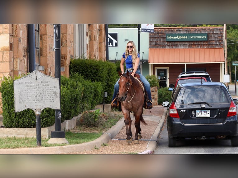 American Quarter Horse Gelding 5 years Roan-Bay in Quitman
