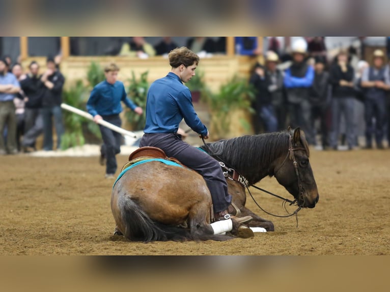 American Quarter Horse Gelding 5 years Roan-Bay in Lagrange