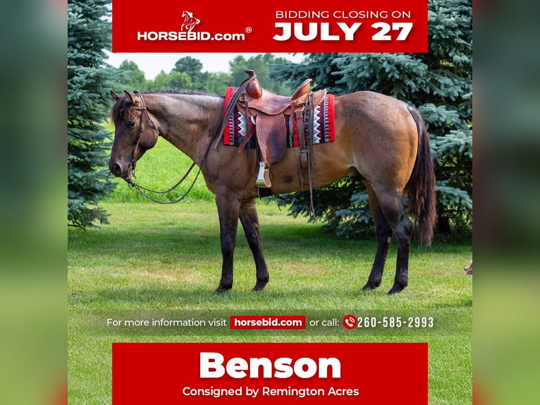 American Quarter Horse Gelding 5 years Roan-Bay in Lagrange