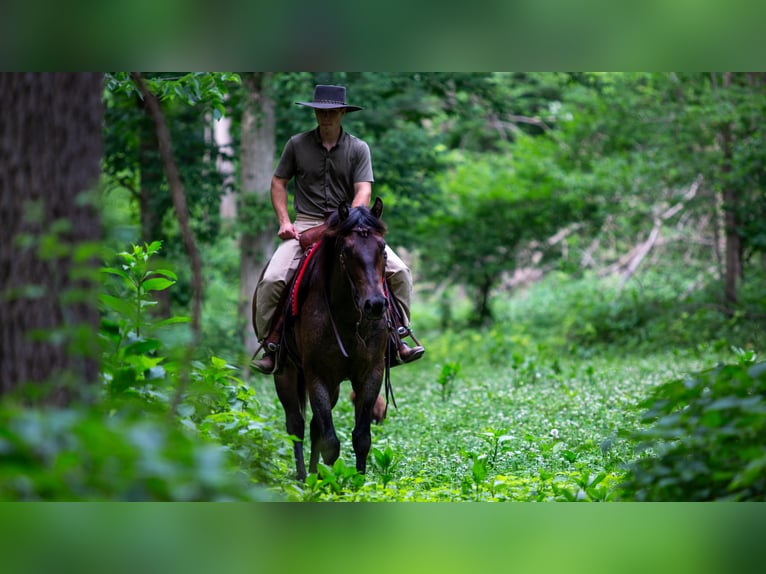 American Quarter Horse Gelding 5 years Roan-Bay in Lagrange