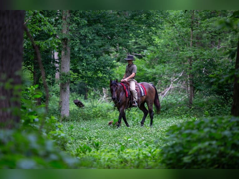 American Quarter Horse Gelding 5 years Roan-Bay in Lagrange