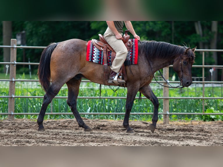 American Quarter Horse Gelding 5 years Roan-Bay in Lagrange