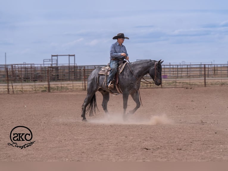 American Quarter Horse Gelding 5 years Roan-Blue in Canyon