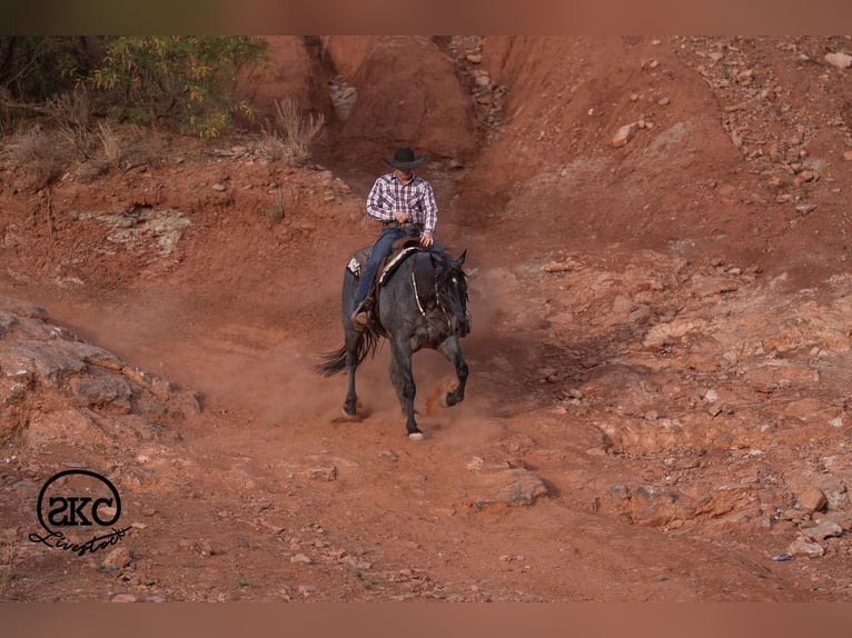 American Quarter Horse Gelding 5 years Roan-Blue in Canyon