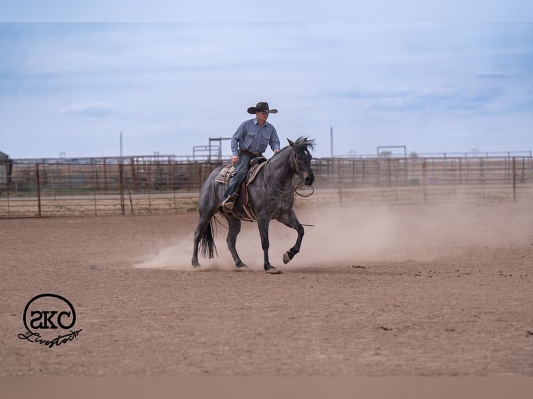 American Quarter Horse Gelding 5 years Roan-Blue in Canyon