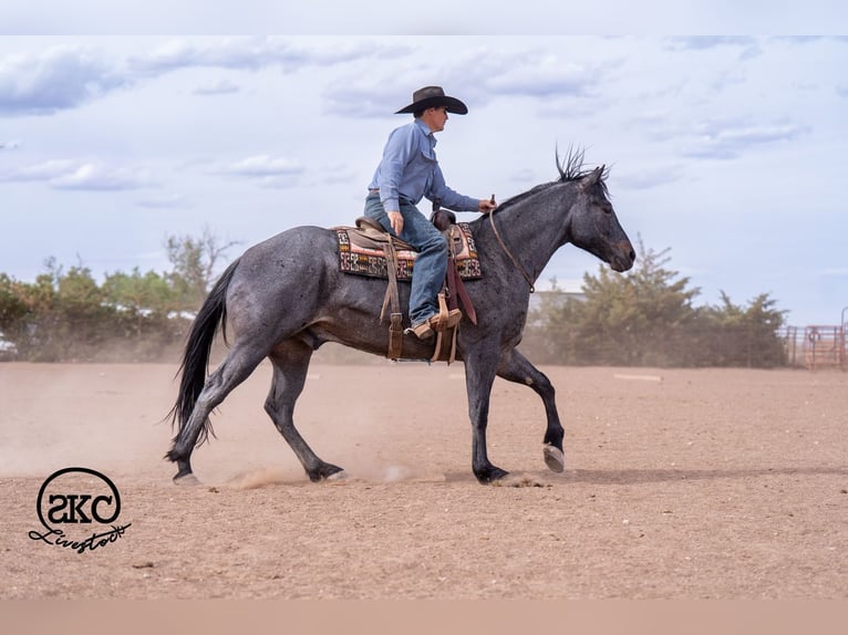 American Quarter Horse Gelding 5 years Roan-Blue in Canyon