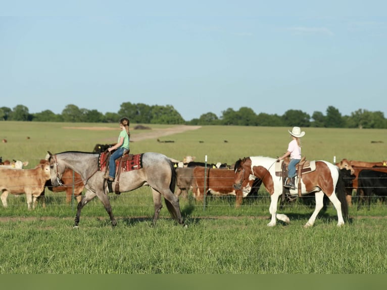 American Quarter Horse Gelding 5 years Roan-Blue in Mount Vernon