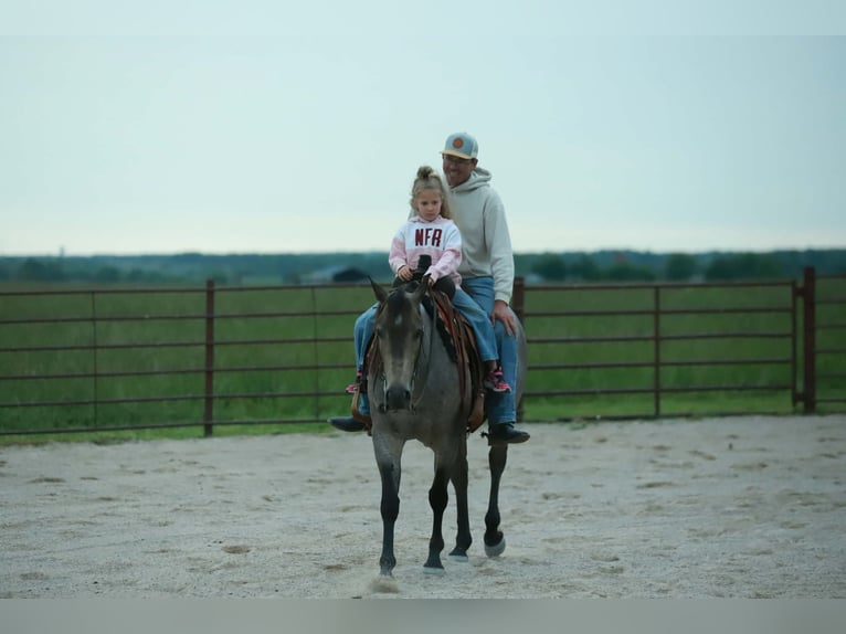 American Quarter Horse Gelding 5 years Roan-Blue in Mount Vernon