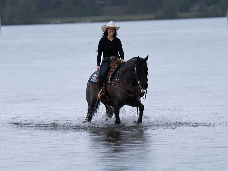 American Quarter Horse Gelding 5 years Roan-Blue in Nevis