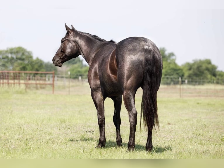 American Quarter Horse Gelding 5 years Roan-Blue in RAVENNA, TX