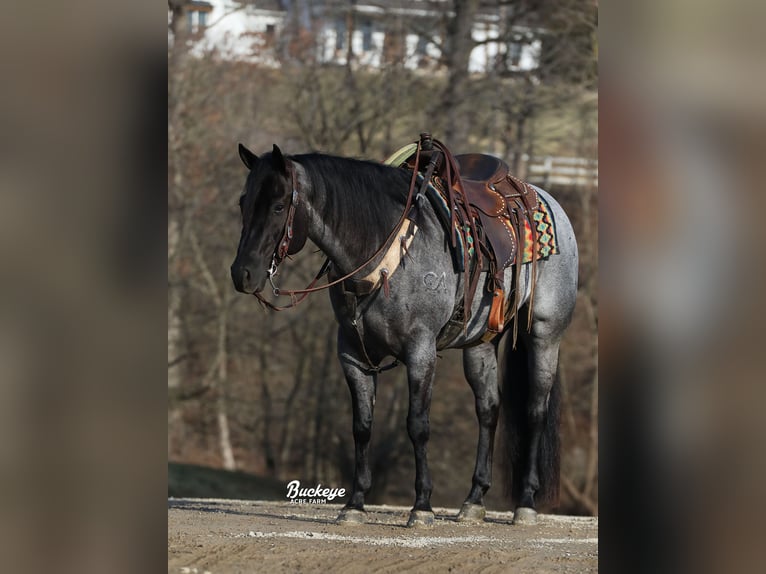 American Quarter Horse Gelding 5 years Roan-Blue in Millersburg