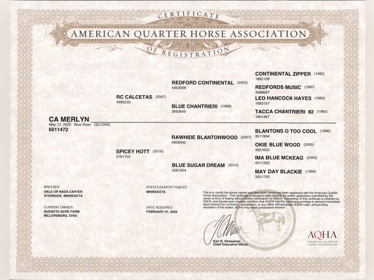 American Quarter Horse Gelding 5 years Roan-Blue in Millersburg
