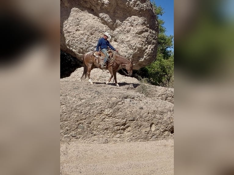 American Quarter Horse Gelding 5 years Roan-Red in Cave Creek