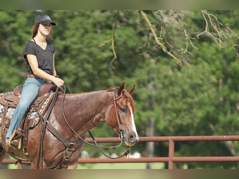 American Quarter Horse Gelding 5 years Roan-Red in Addison, TX