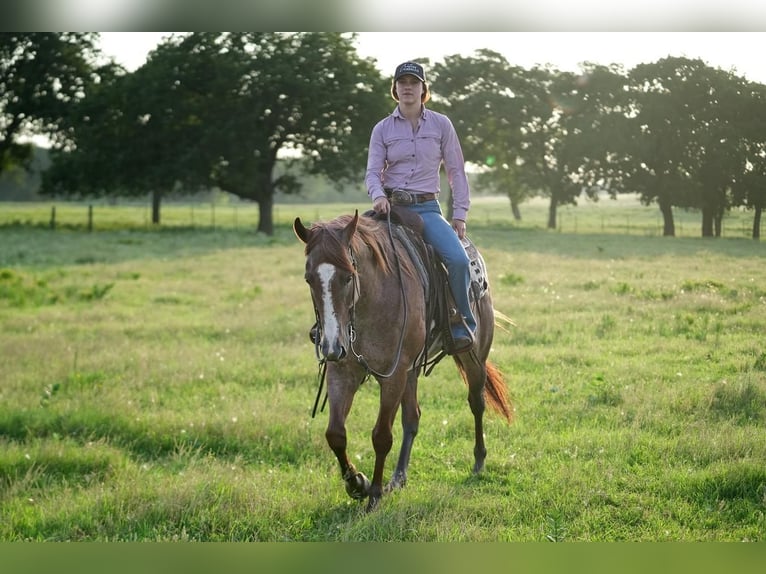 American Quarter Horse Gelding 5 years Roan-Red in Addison, TX