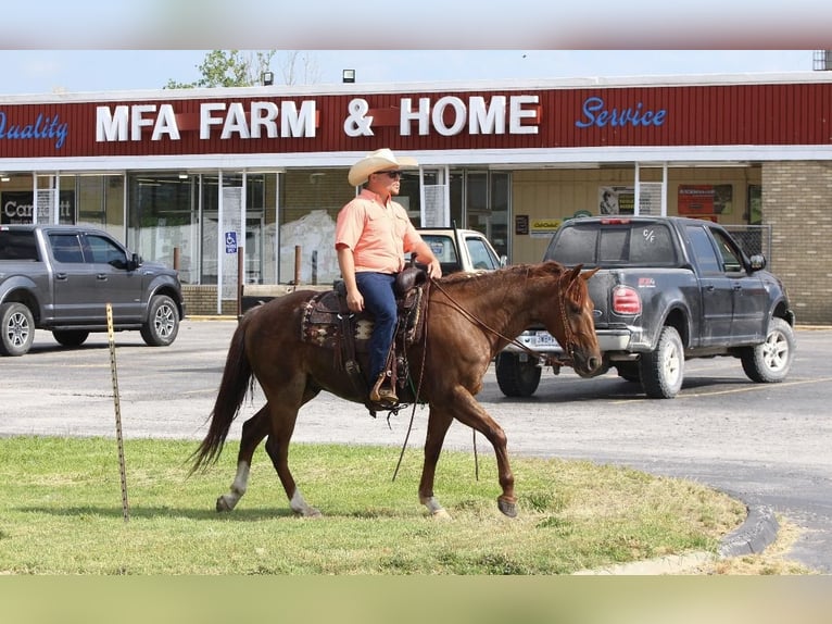 American Quarter Horse Gelding 5 years Roan-Red in Buffalo, MO