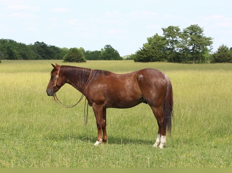 American Quarter Horse Gelding 5 years Roan-Red in Buffalo, MO