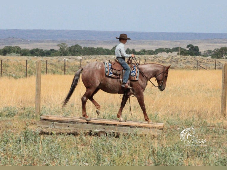 American Quarter Horse Gelding 5 years Roan-Red in Cody