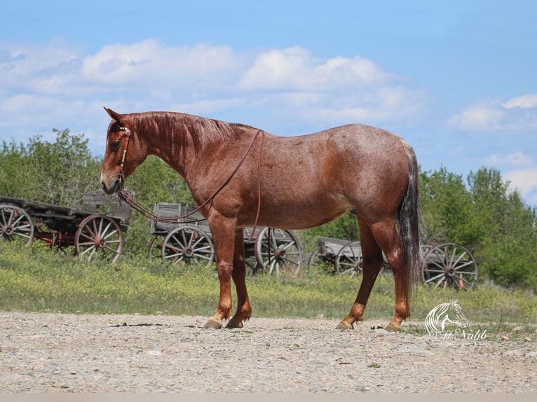 American Quarter Horse Gelding 5 years Roan-Red in Cody