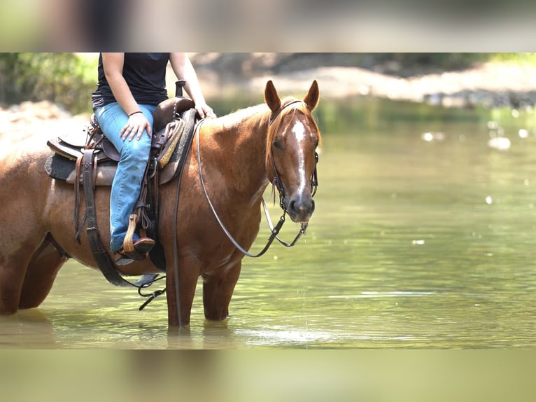 American Quarter Horse Gelding 5 years Roan-Red in Canyon TX