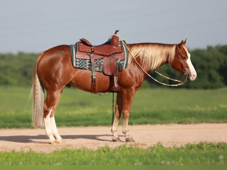American Quarter Horse Gelding 5 years Sorrel in Whitesboro, TX