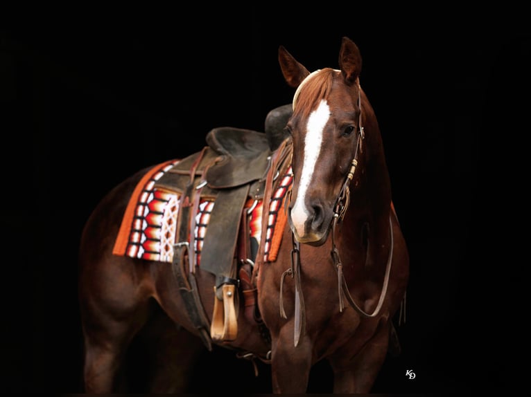American Quarter Horse Gelding 5 years Sorrel in Quitman