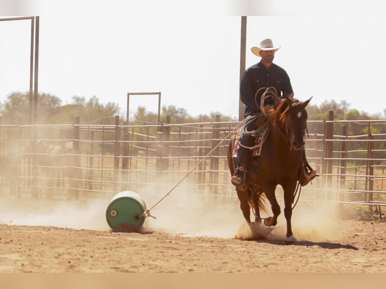 American Quarter Horse Gelding 5 years Sorrel in Ryan