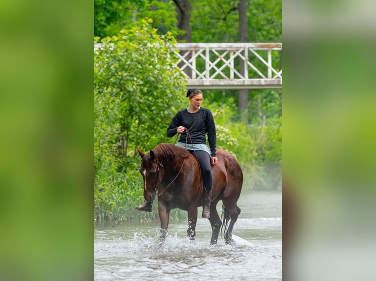 American Quarter Horse Gelding 5 years Sorrel in Brinkhaven