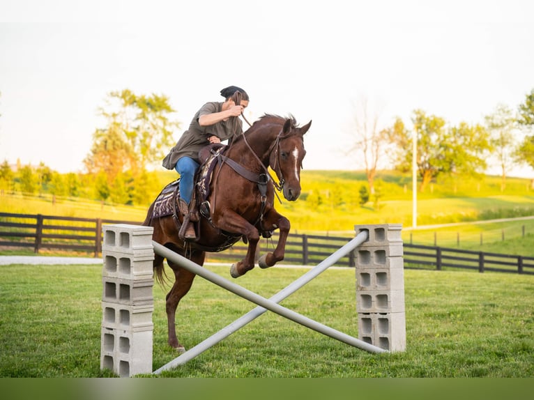 American Quarter Horse Gelding 5 years Sorrel in Brinkhaven