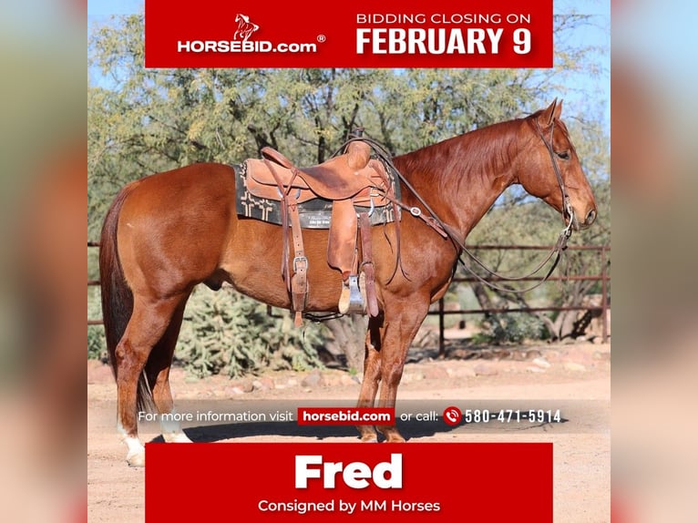 American Quarter Horse Gelding 5 years Sorrel in Cave Creek