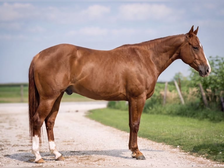 American Quarter Horse Gelding 5 years Sorrel in Joy