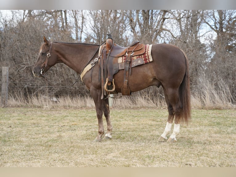 American Quarter Horse Gelding 5 years Sorrel in Corsica