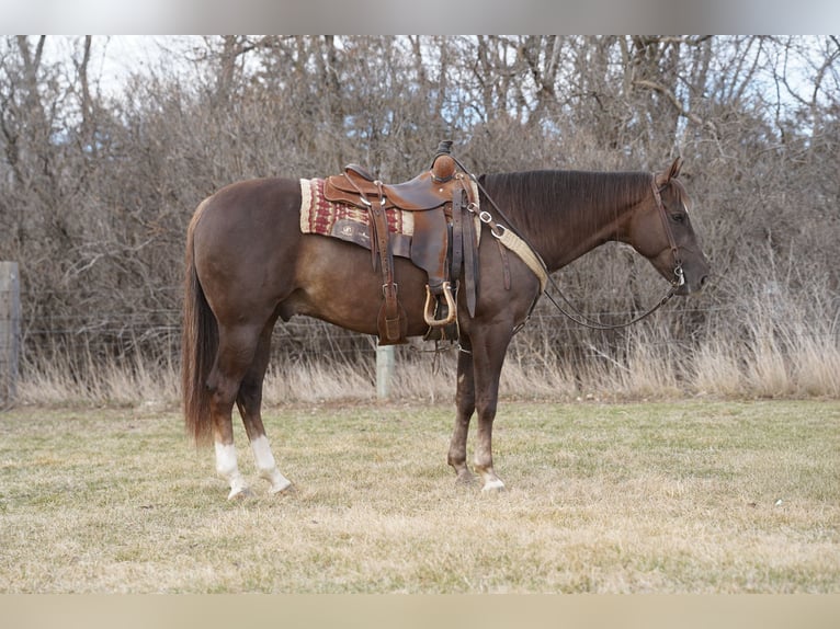 American Quarter Horse Gelding 5 years Sorrel in Corsica