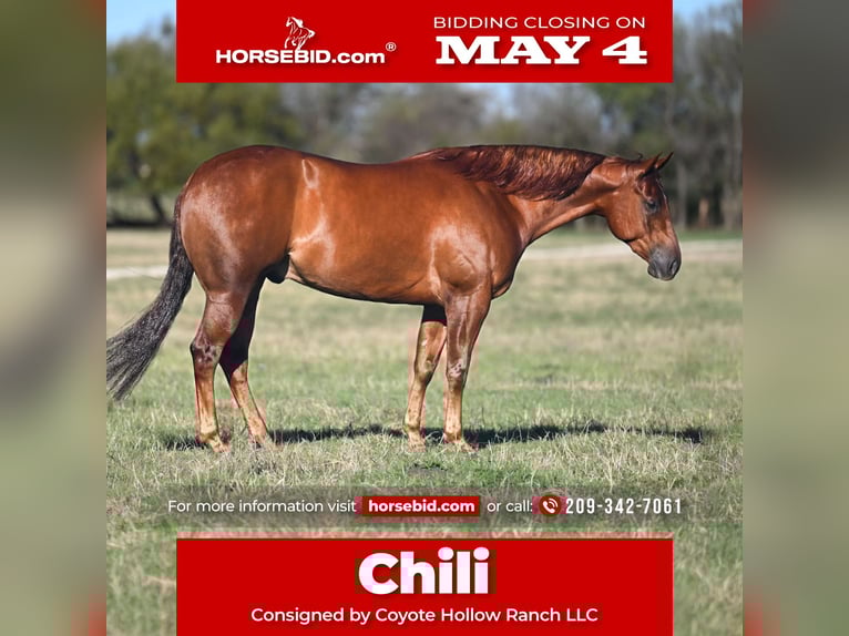 American Quarter Horse Gelding 5 years Sorrel in Waco, TX