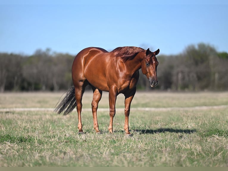 American Quarter Horse Gelding 5 years Sorrel in Waco, TX