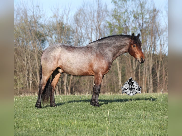 American Quarter Horse Gelding 5 years  in Mount Vernon