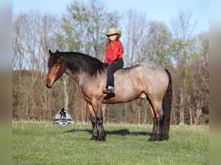 American Quarter Horse Gelding 5 years  in Mount Vernon