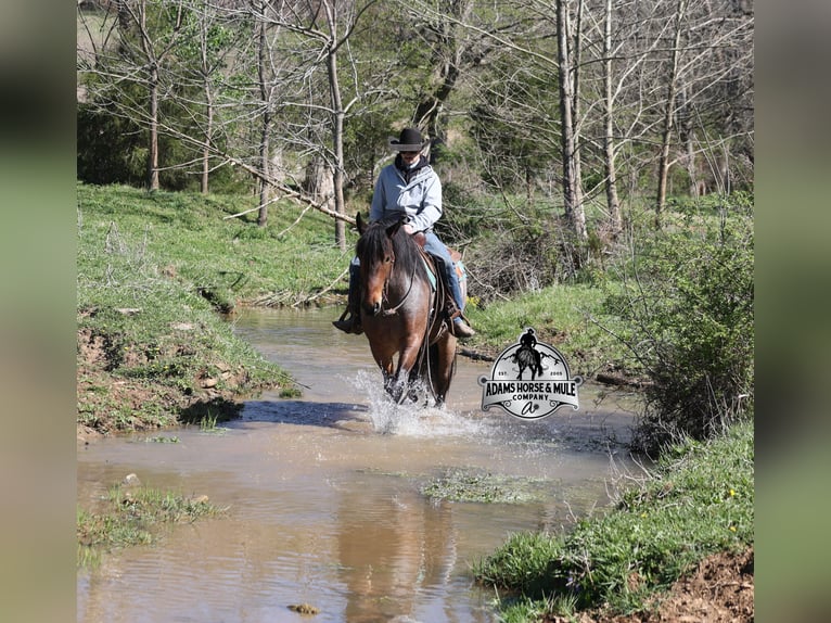 American Quarter Horse Gelding 5 years  in Mount Vernon