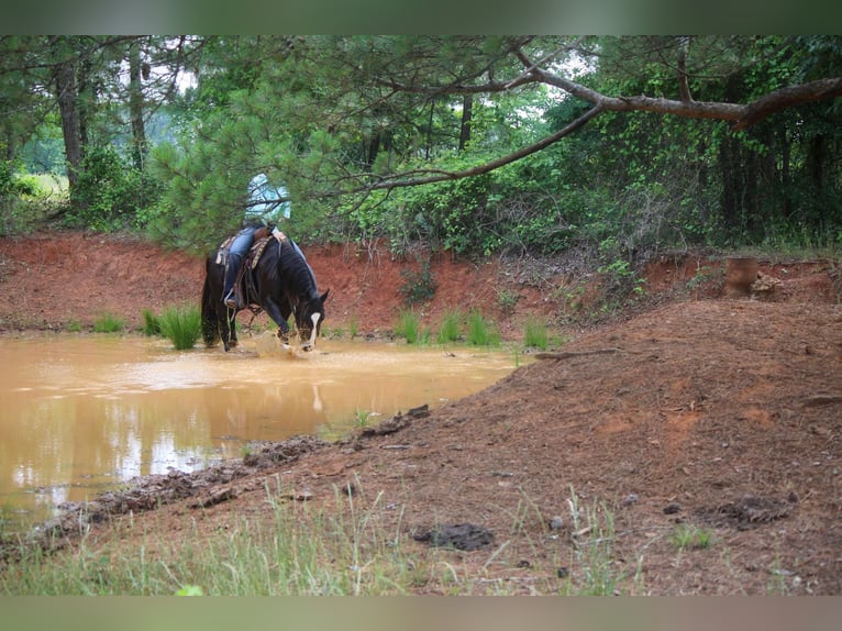 American Quarter Horse Gelding 6 years 13,1 hh Black in Rusk TX