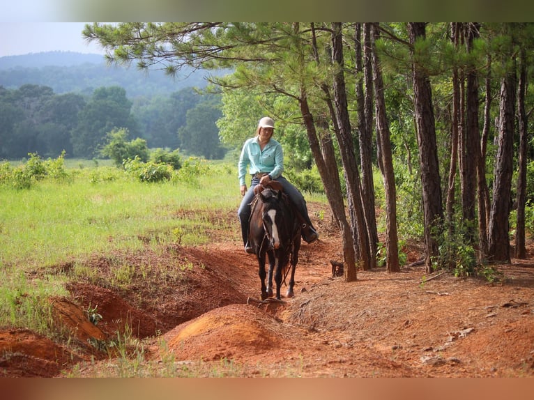 American Quarter Horse Gelding 6 years 13,1 hh Black in Rusk TX