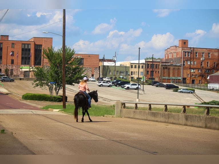 American Quarter Horse Gelding 6 years 13,1 hh Black in Rusk TX