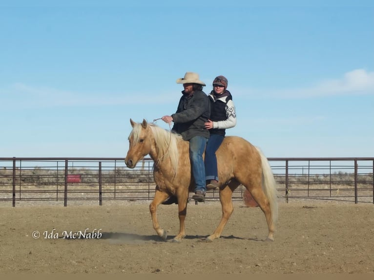 American Quarter Horse Gelding 6 years 13,2 hh Palomino in Cody, WY