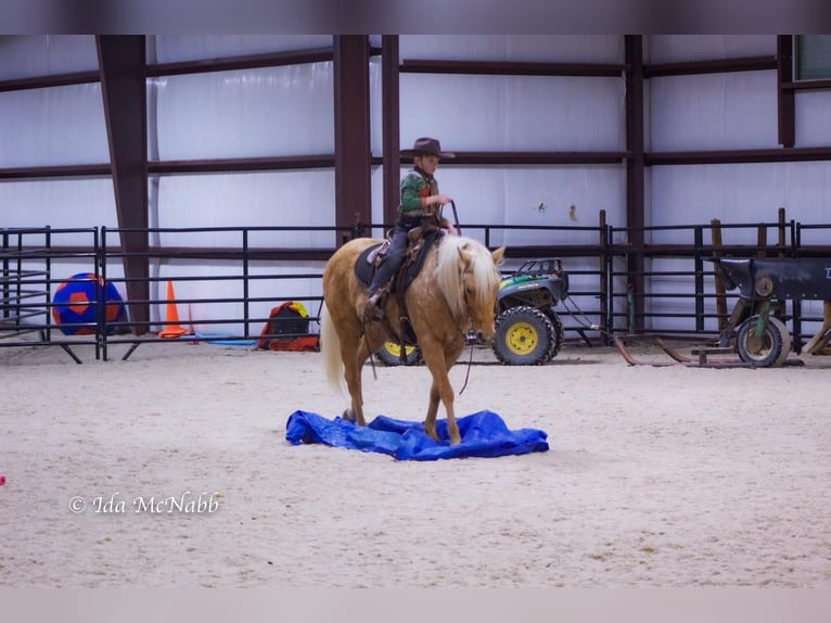 American Quarter Horse Gelding 6 years 13,2 hh Palomino in Cody, WY