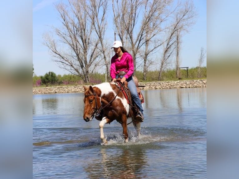 American Quarter Horse Gelding 6 years 13,3 hh Chestnut in PLeasant Grove CA